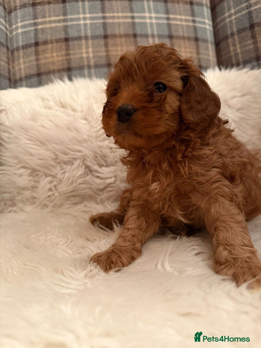 Cavapoo dogs for sale: Beautiful Boy Cavapoo puppies  - Image 5