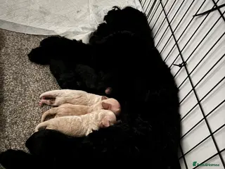 Mixed Breed dogs Beautiful Cockapoo puppies - Advert 3