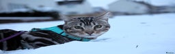 Bengal cats for stud: BLUE + SNOW CARRIER Silver Korea Import Clouded in Gateshead - Advert 9