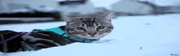 Bengal cats for stud: BLUE + SNOW CARRIER Silver Korea Import Clouded in Gateshead - Advert 2