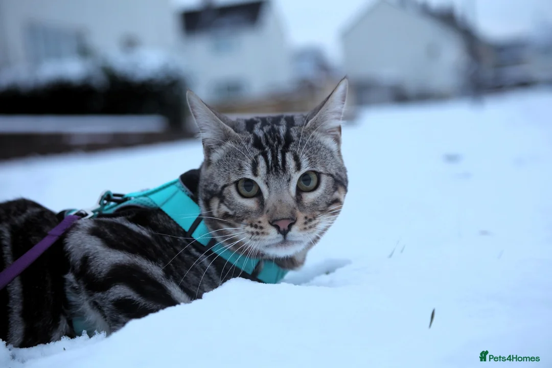 Bengal cats for stud: BLUE + SNOW CARRIER Silver Korea Import Clouded in Gateshead - Advert 2