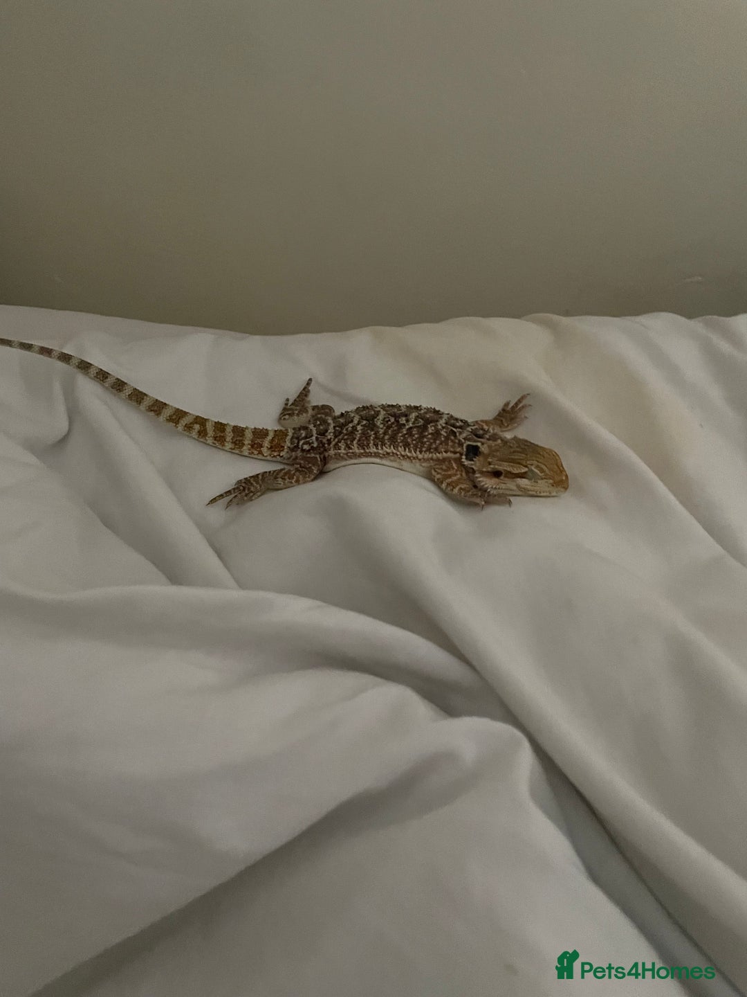 Bearded Dragon reptiles for sale: Henry Bearded dragon  - Image 5