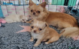 Chihuahua dogs for sale: Stunning Russian lines, Long haired Chihuahuas  - Image 26