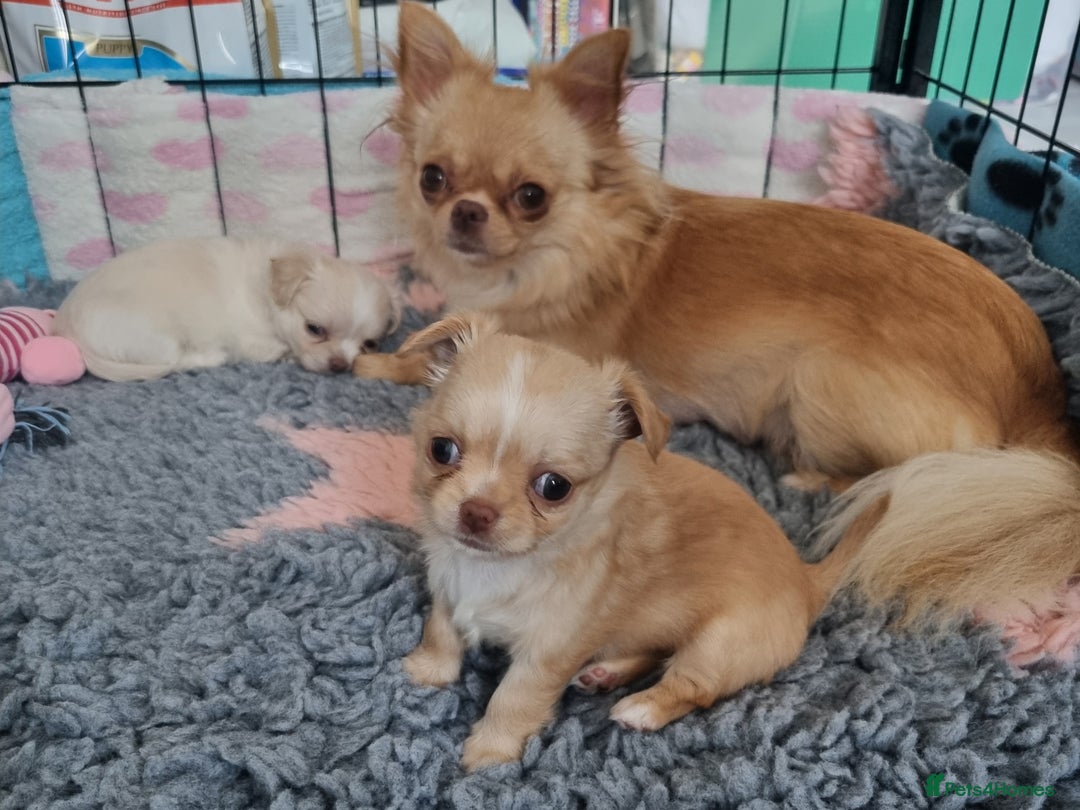 Chihuahua dogs for sale: Stunning Russian lines, Long haired Chihuahuas  - Image 26