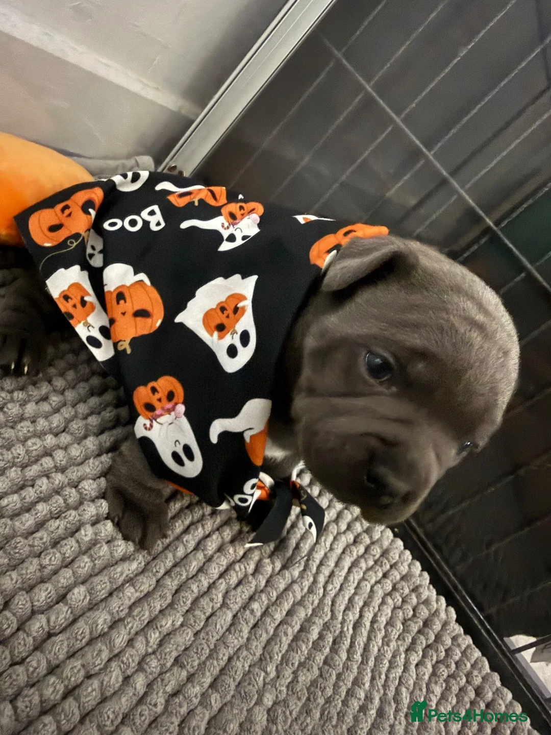Staffordshire Bull Terrier dogs for sale: Beautiful chunky blue staffordshire female - Advert 2