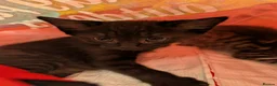 Mixed Breed cats for sale: READY- 1 BOY LEFT Maine Coon x British Shorthair - Advert 26