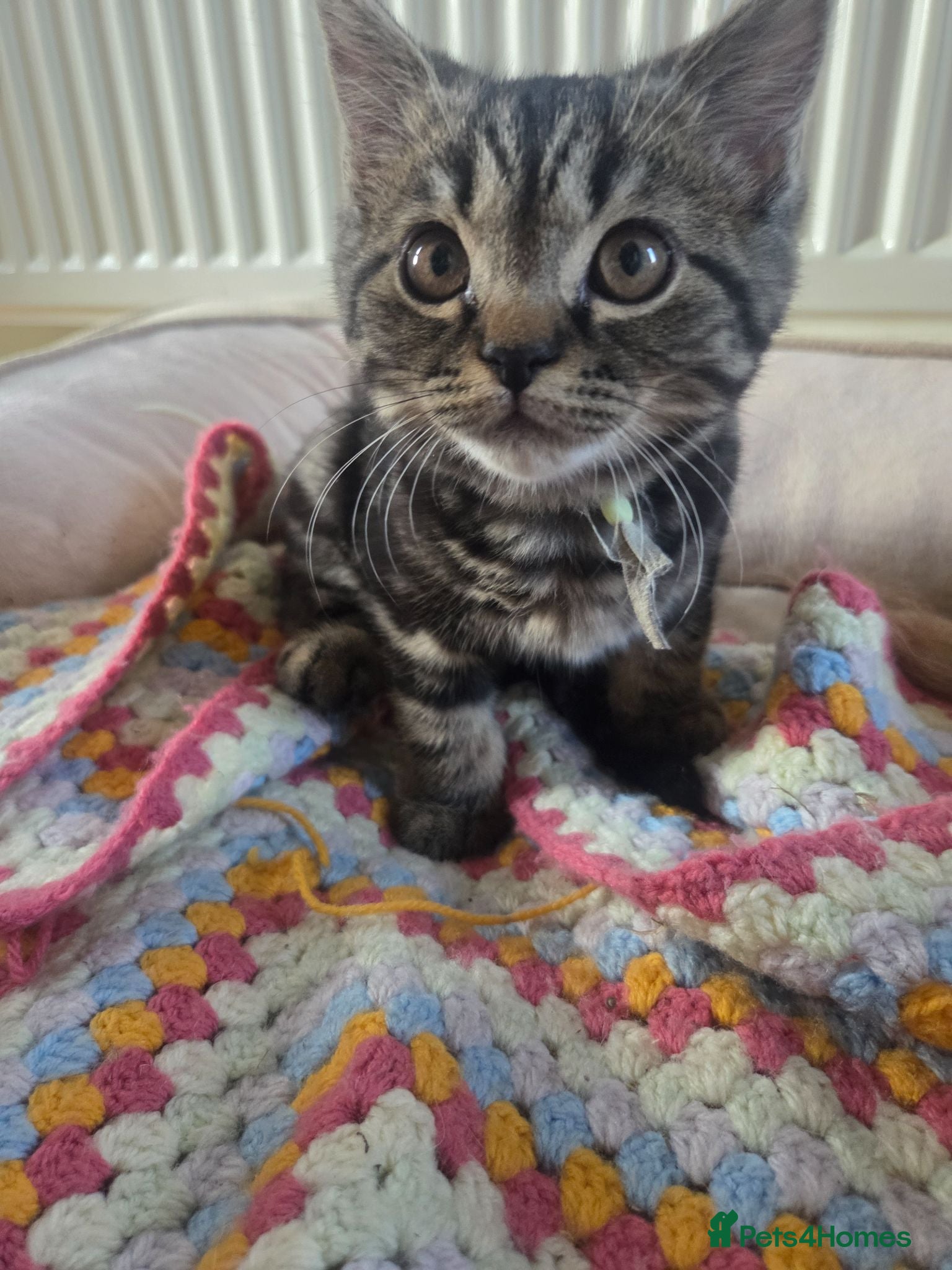 Mixed Breed cats Tabby cross persian kittens for sale  - Advert 3