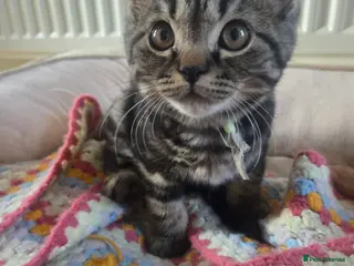 Mixed Breed cats Tabby cross persian kittens for sale - Advert 3