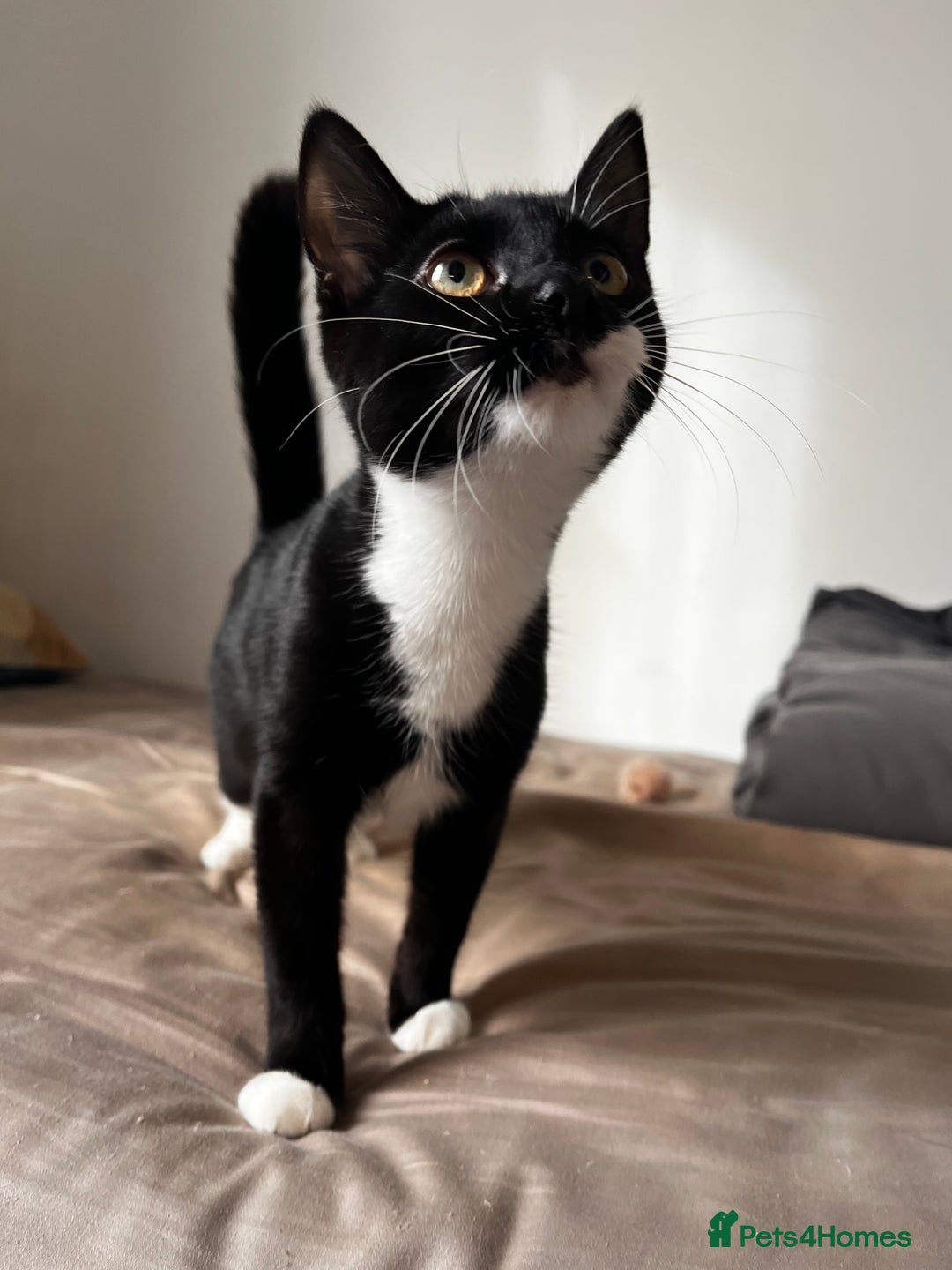 Mixed Breed cats for sale: 2 mixed breed kittens - Price: £30 - Image 6