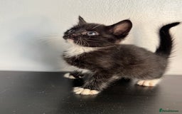 Mixed Breed cats for sale: Beautiful mixed bengal kittens  - Image 18