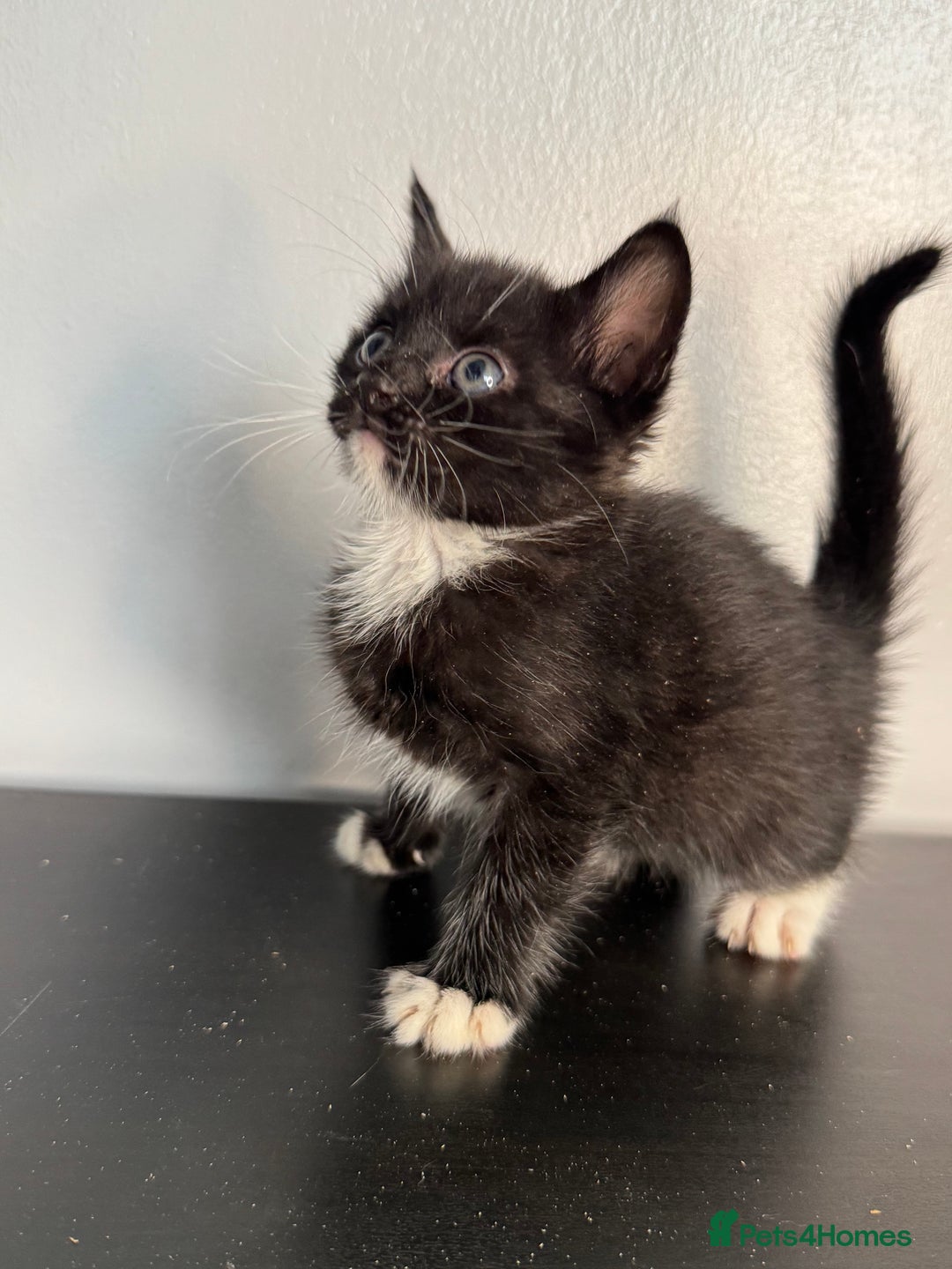 Mixed Breed cats for sale: Beautiful mixed bengal kittens  - Image 18