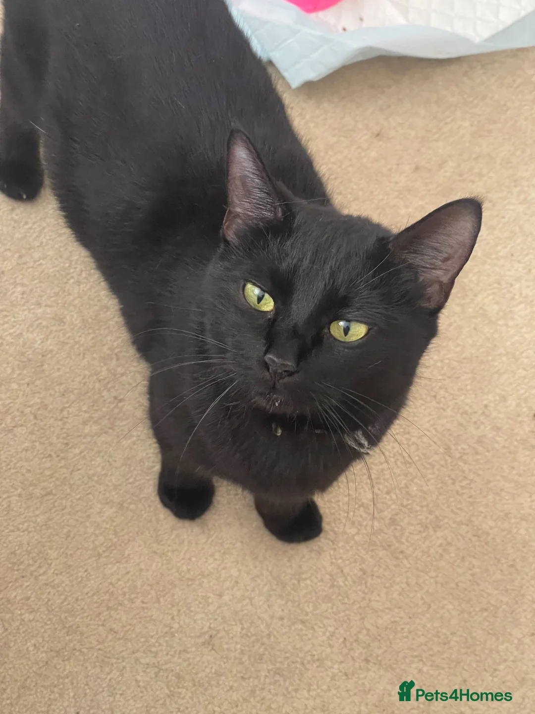 Mixed Breed cats for sale: Beautiful Mixed Breed  - Advert 21