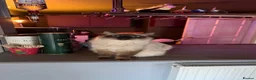 Ragdoll cats for sale: Pure breed healthy Ragdolls  - Advert 13