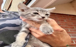 Mixed Breed cats for sale:  Stunning female ragdoll cross kittens  - Image 25