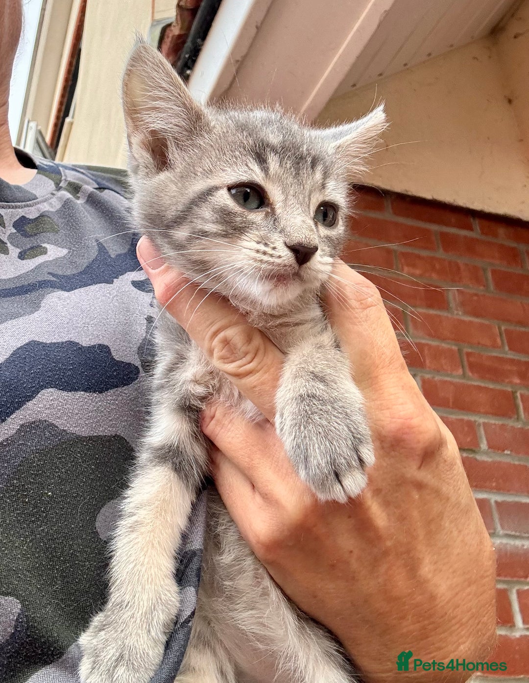 Mixed Breed cats for sale:  Stunning female ragdoll cross kittens  - Image 25