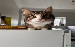 Maine Coon cats for sale: Maincoon mix  - Advert 4