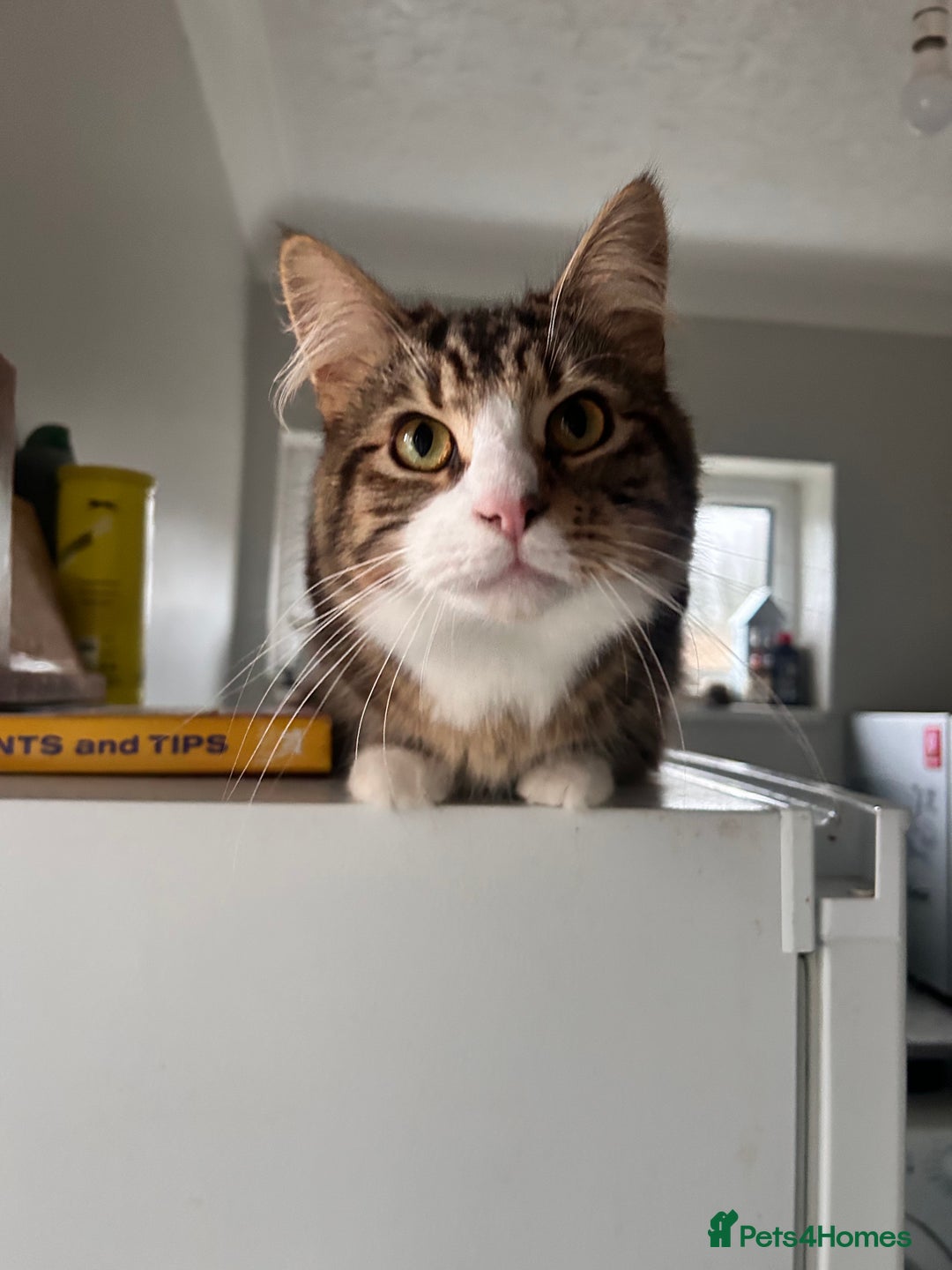 Maine Coon cats for sale: Maincoon mix  - Advert 4