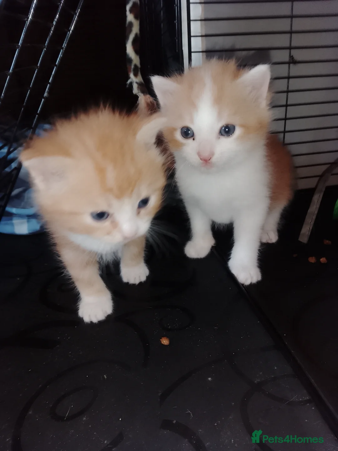 Mixed Breed cats for sale:  2 Boy kitten  - Advert 2