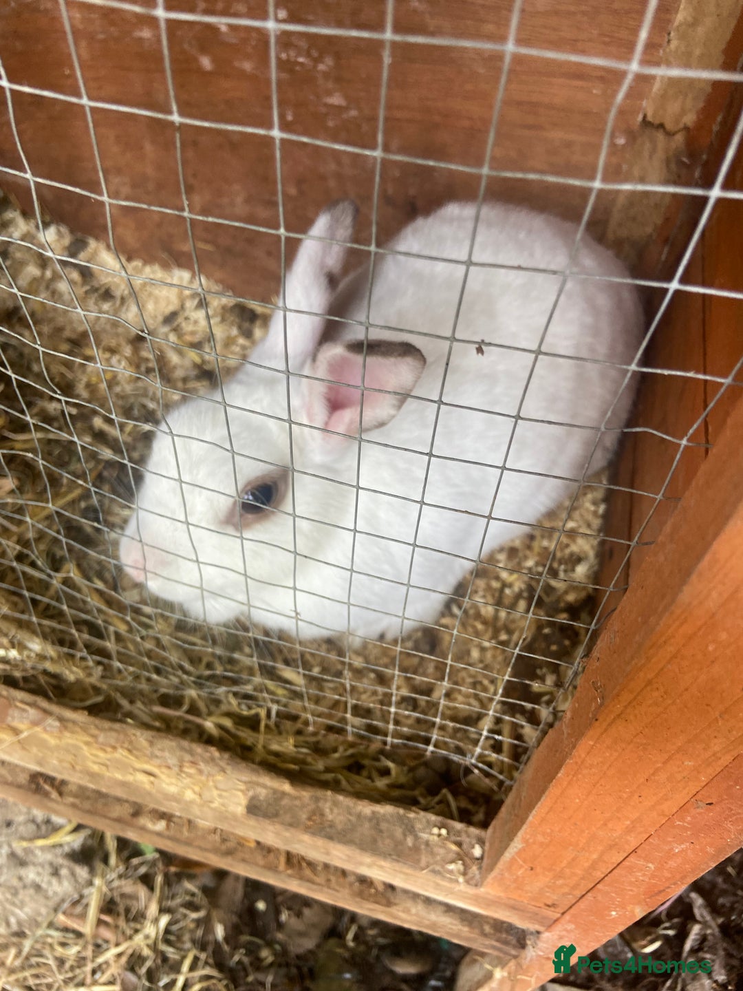 English Spot rabbits for sale: English spot rabbits - Image 3