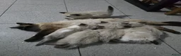 Ragdoll cats for sale: Sky kittens 😸 ♥️  - Advert 9