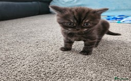 Scottish Fold cats for sale: Adorable Scottish fold Straight Ears Kittens  - Image 33
