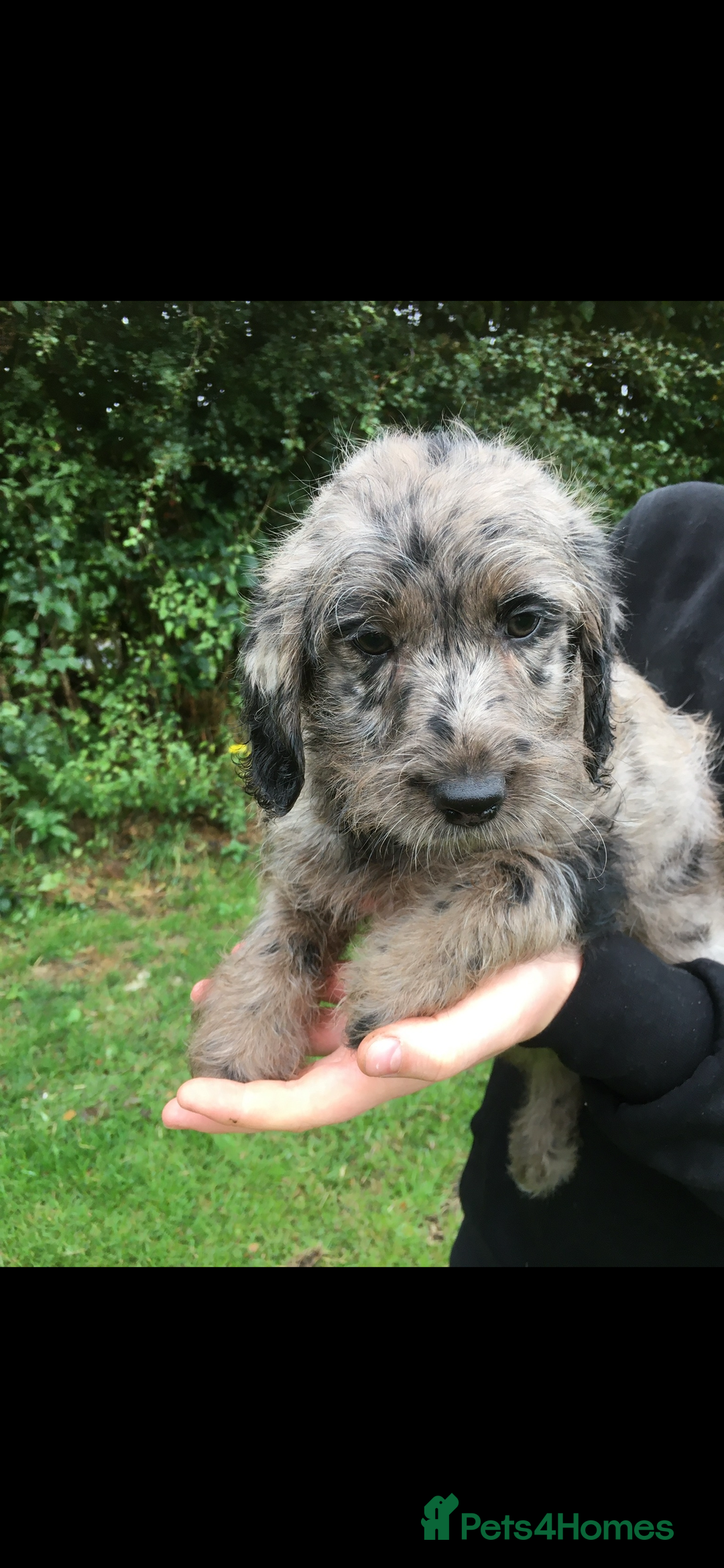 Labradoodle dogs for sale: Miniature labradoodles  - Image 2