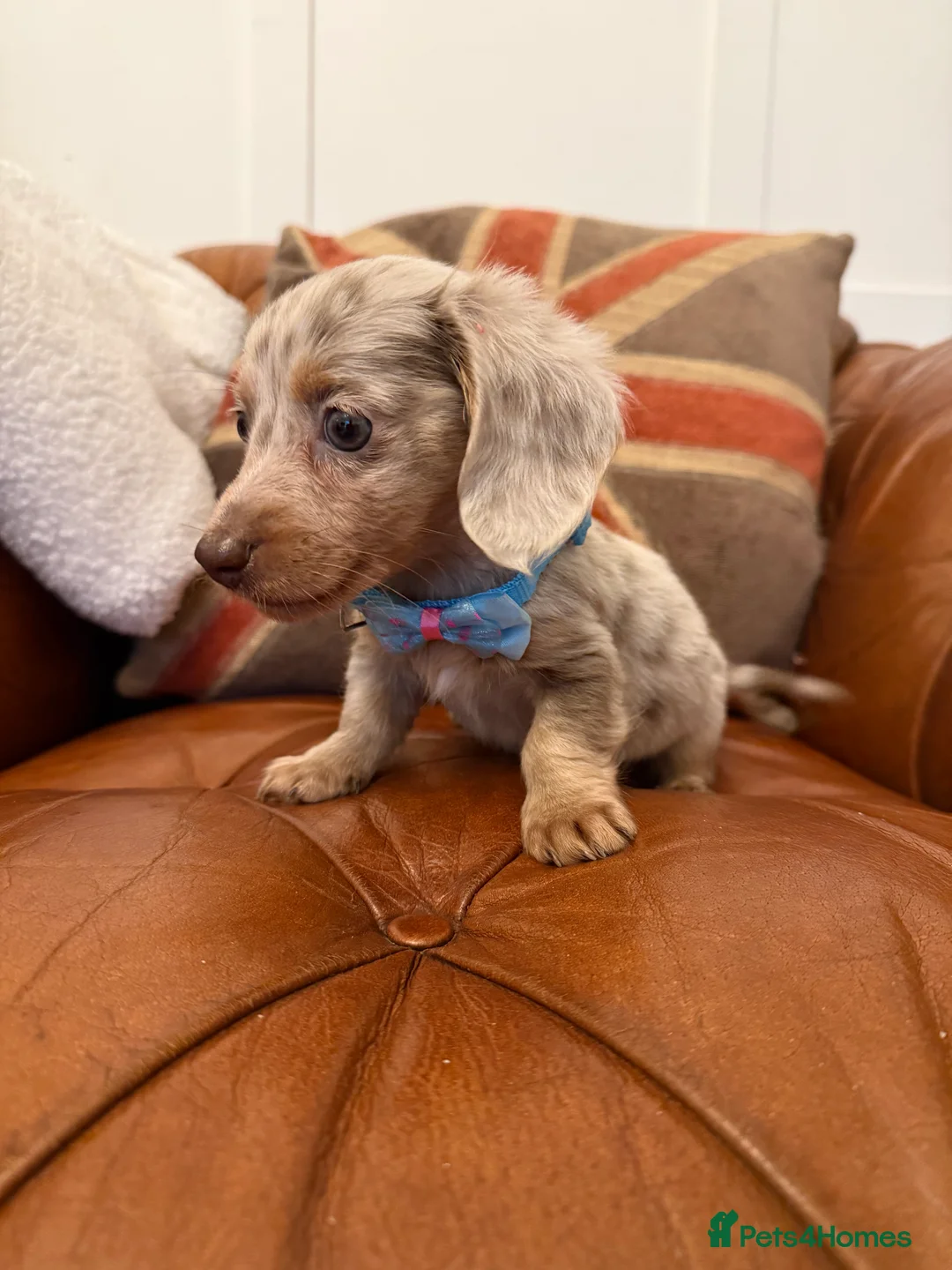 Miniature Dachshund dogs for sale: Stunning Pups 5 ⭐ Star Licensed 5 ⭐ Reviews!  - Advert 5