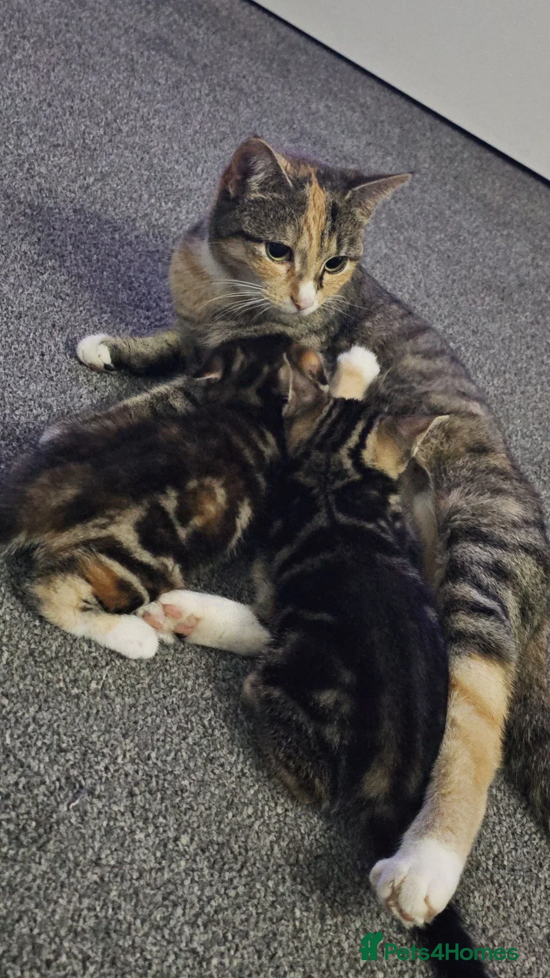 Mixed Breed cats for sale: 2 kittens available  - Advert 2