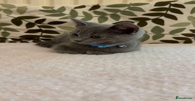 British Shorthair cats - Advert 5