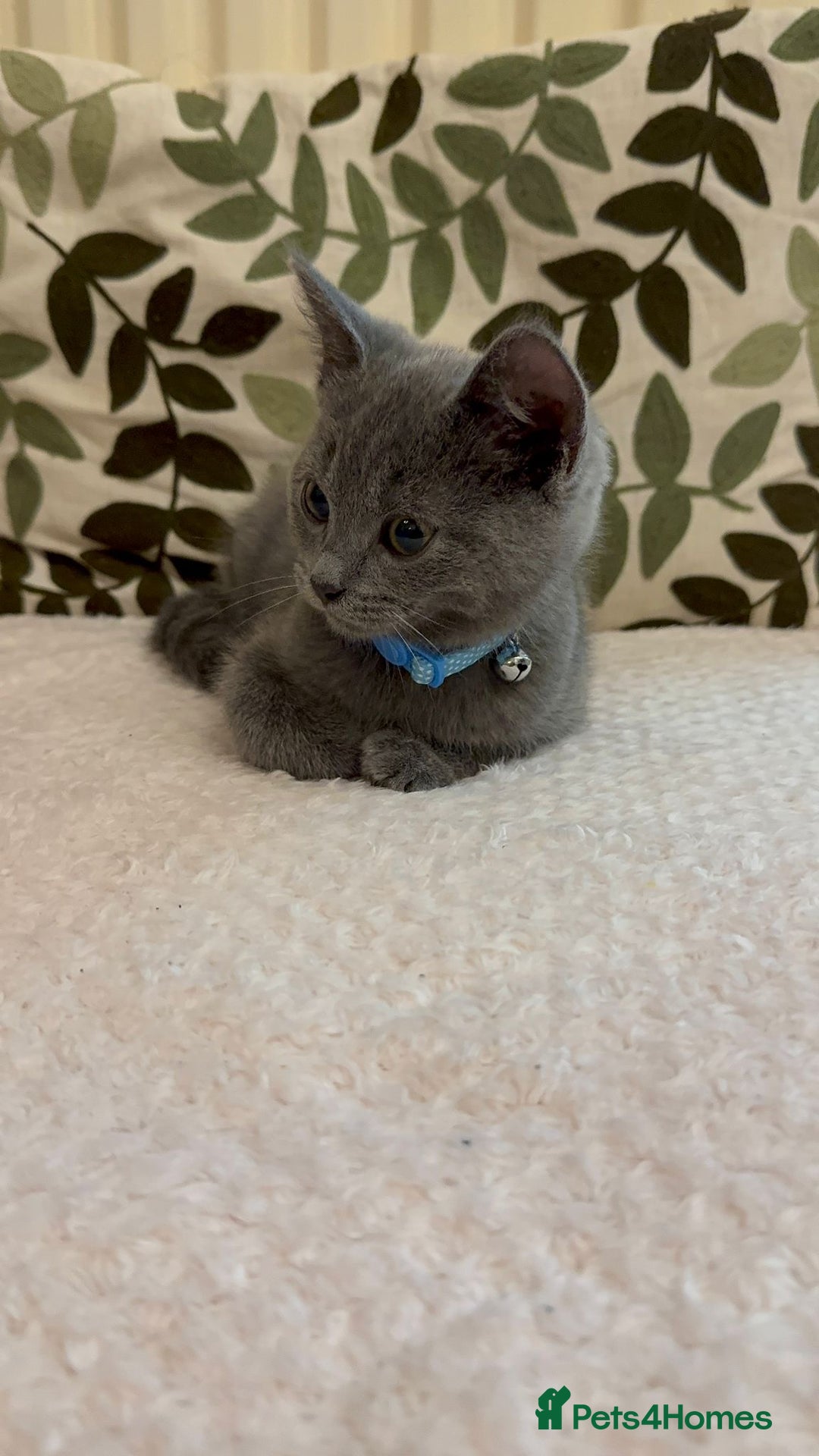 British Shorthair cats for sale: British short and long hair kittens blue  - Image 2