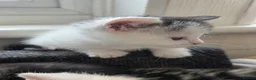 Persian cats for sale: Snuggly babies, chinchilla persian x  in Plymouth - Advert 10