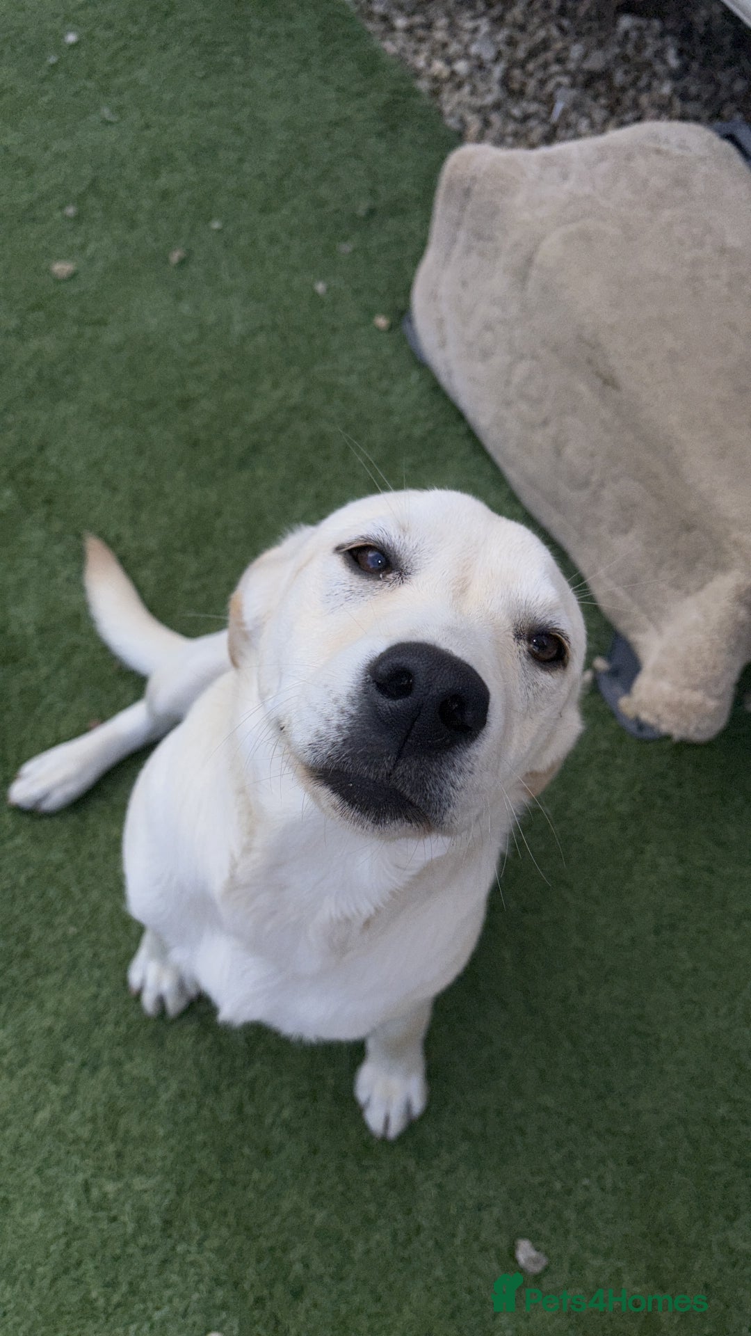 Labrador Retriever dogs for sale: Labrador for sale  - Advert 2