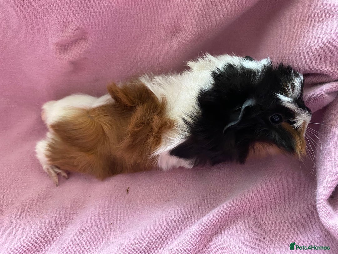 Guinea Pig rodents for sale: Gorgeous female guinea pigs  - Image 4