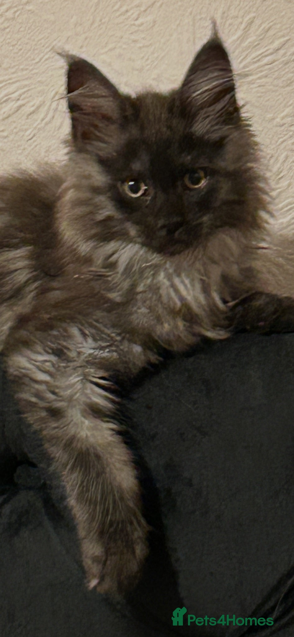 Maine Coon cats for sale: 3 Beautiful russian mainecoon left  - Advert 1
