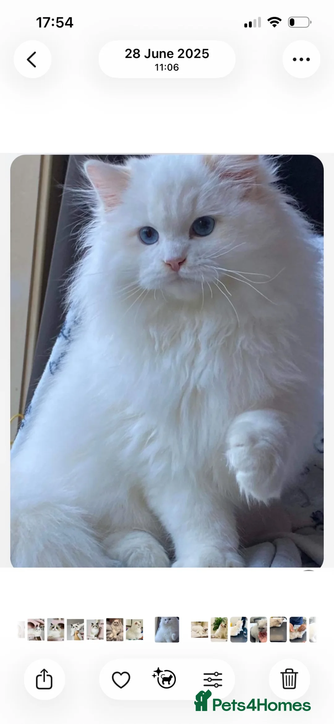 Ragdoll cats for sale: Active GCCF and TICA ragdoll male cream bi colour  - Advert 3