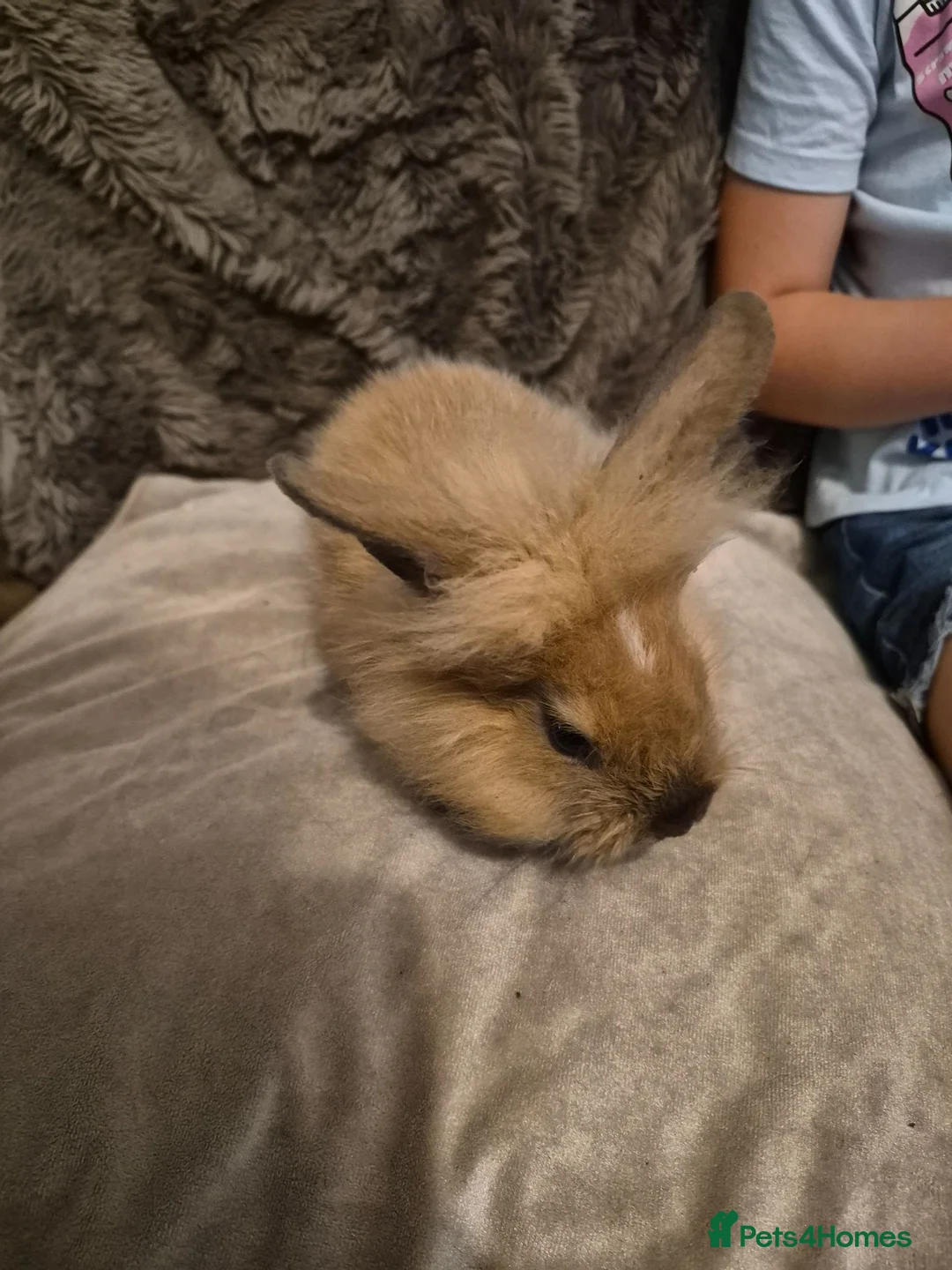 Mixed Breed rabbits for sale: 5 Cute Baby Lionhead X Rabbits - Advert 2