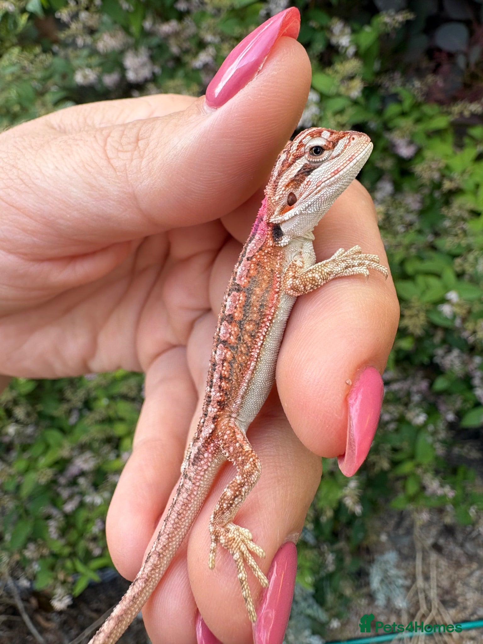 Bearded Dragon reptiles 🦎 beautiful G stripped dragons 🐉  - Advert 2