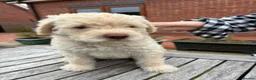 Labradoodle dogs for sale: Multi generation Standard labradoodles  - Advert 13