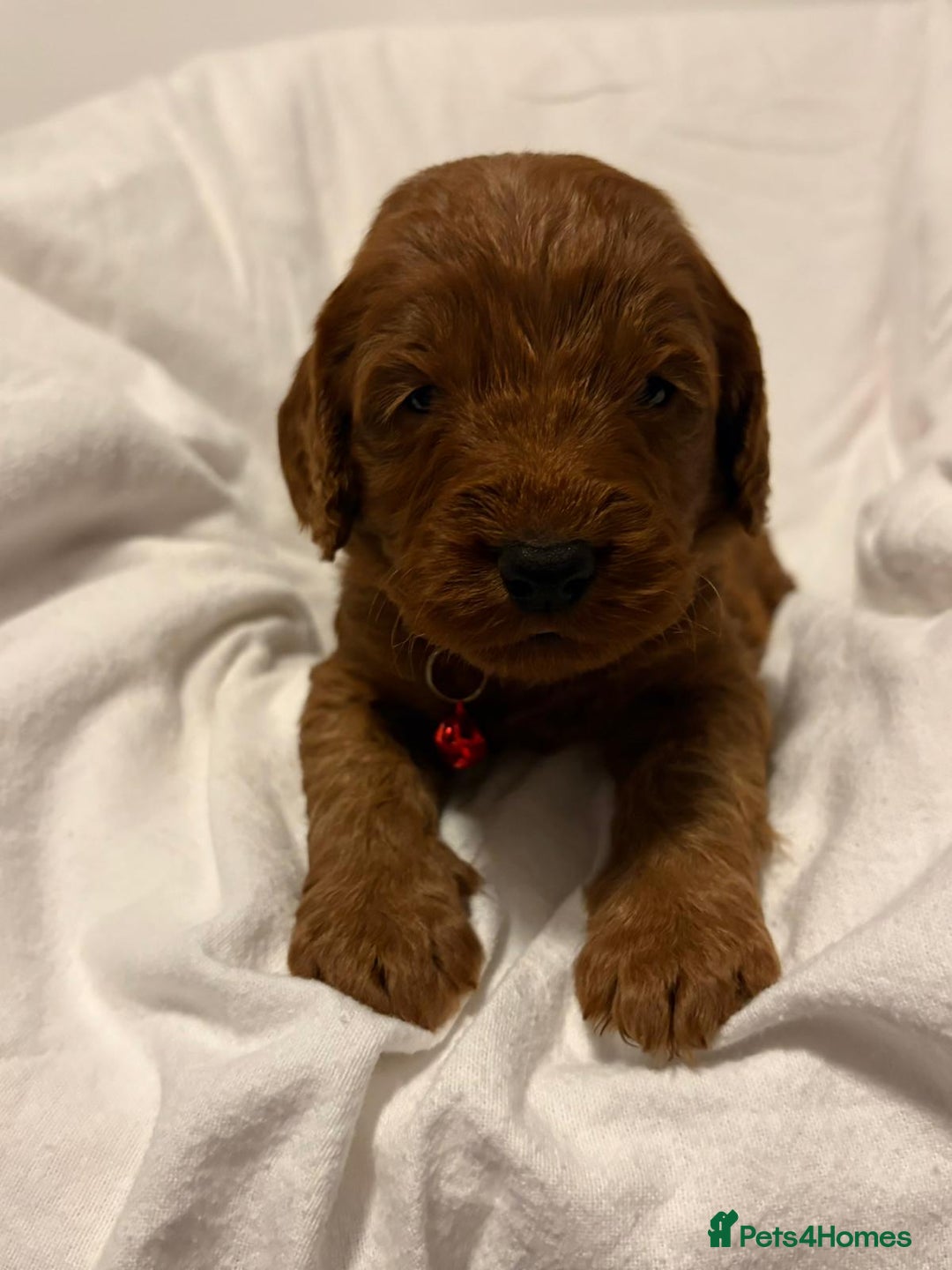 Cockapoo dogs for sale: Deep Red Cockapoos - Advert 14