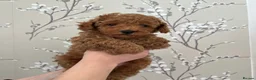 Toy Poodle dogs for sale: KC Toy Poodle - Advert 3