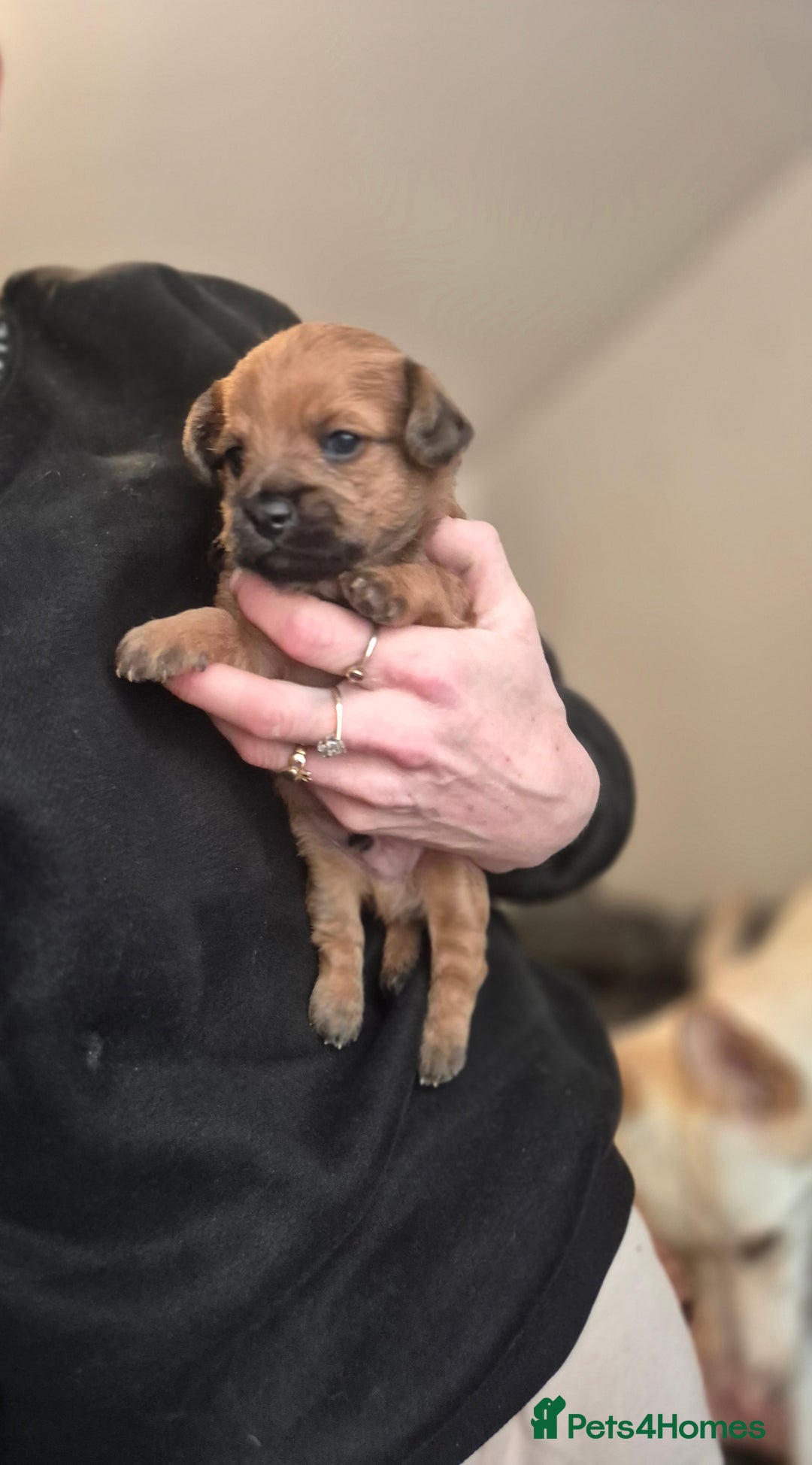 Chipoo dogs for sale: Beautiful chipoo puppys  - Advert 21