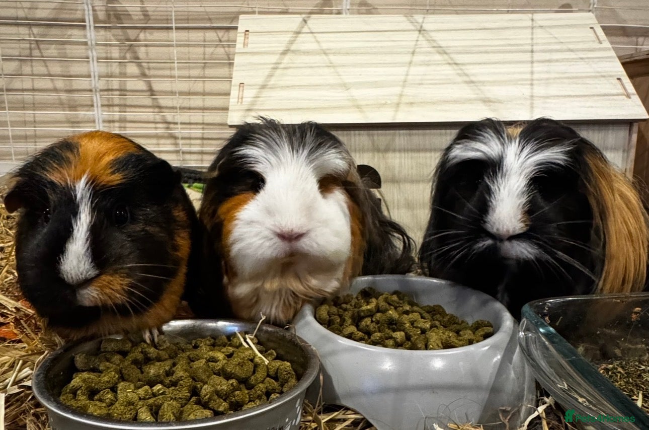 Guinea Pig rodents 3 female guinea pigs - Advert 1