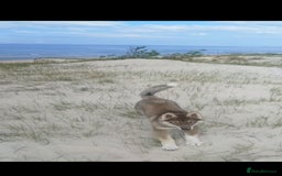Saarloos Wolfdog dogs for sale: WEST SIBERIAN LAIKA 3 MONTHS OLD - Image 3