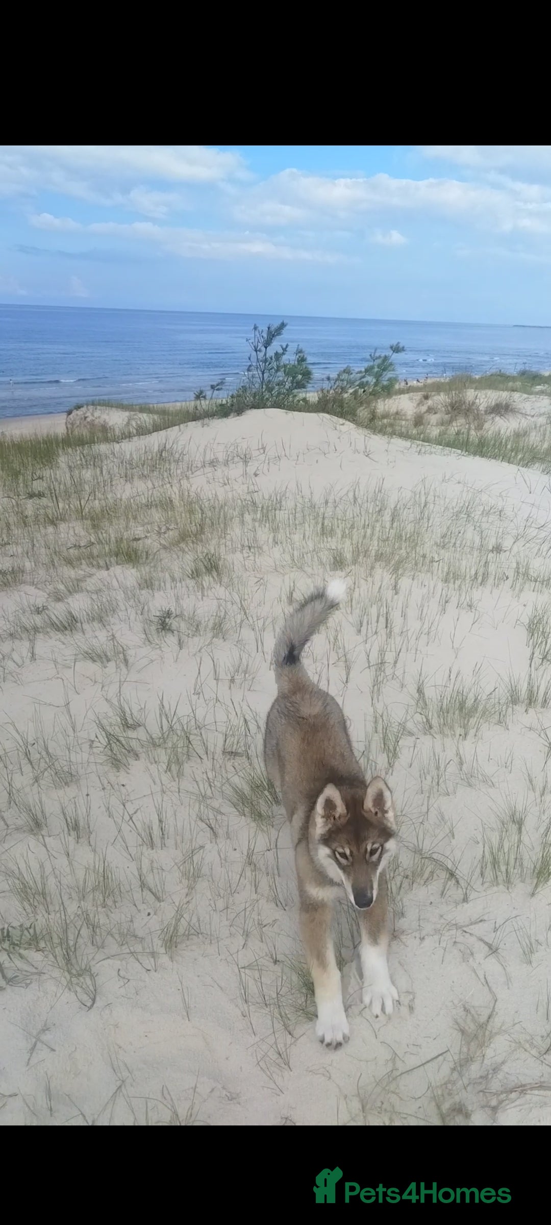 Saarloos Wolfdog dogs for sale: WEST SIBERIAN LAIKA 3 MONTHS OLD - Image 3