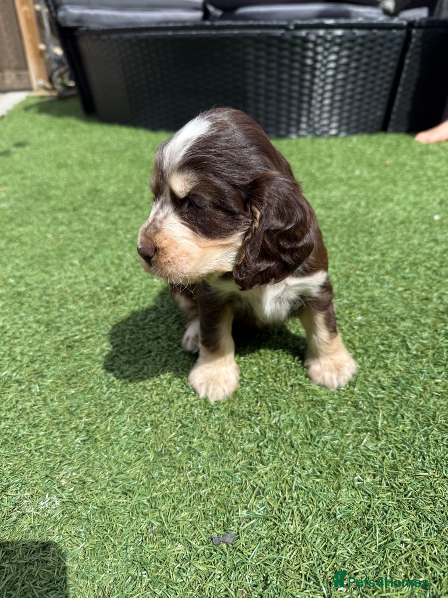 Cocker Spaniel dogs Beautiful litter of Show cocker spaniels - Advert 2