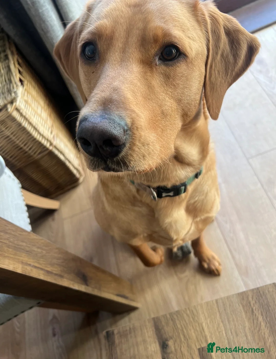 Labrador Retriever dogs for sale: 13 month old Fox Red Labrador Leo for Sale  in Tadcaster - Advert 2