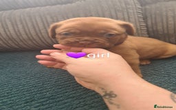 Dogue De Bordeaux dogs for sale: Dogue de bordeaux puppies - Image 15