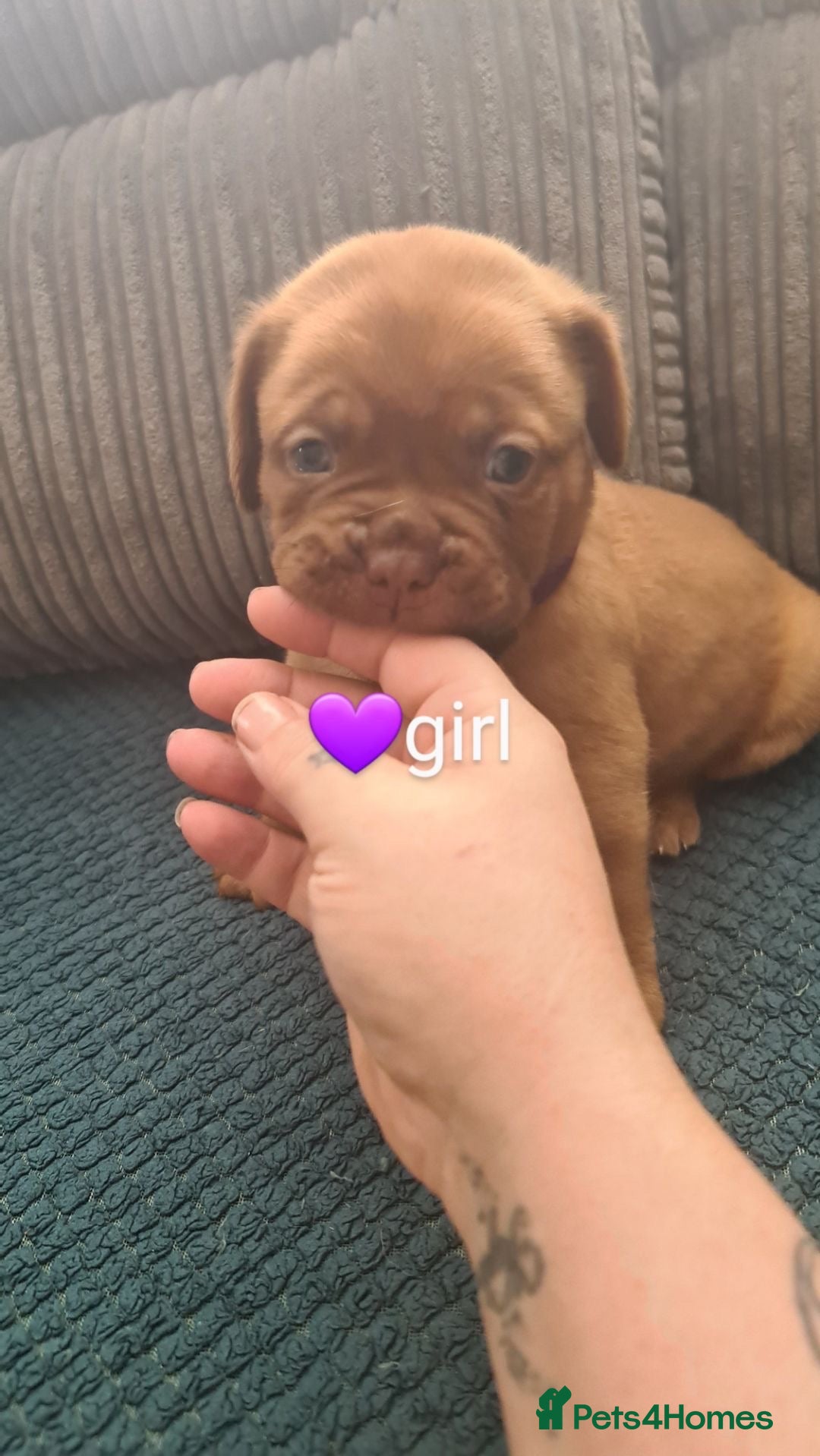 Dogue De Bordeaux dogs for sale: Dogue de bordeaux puppies - Image 15