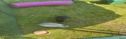 Netherland Dwarf rabbits for sale: Male & female Netherland dwarfs  - Advert 2