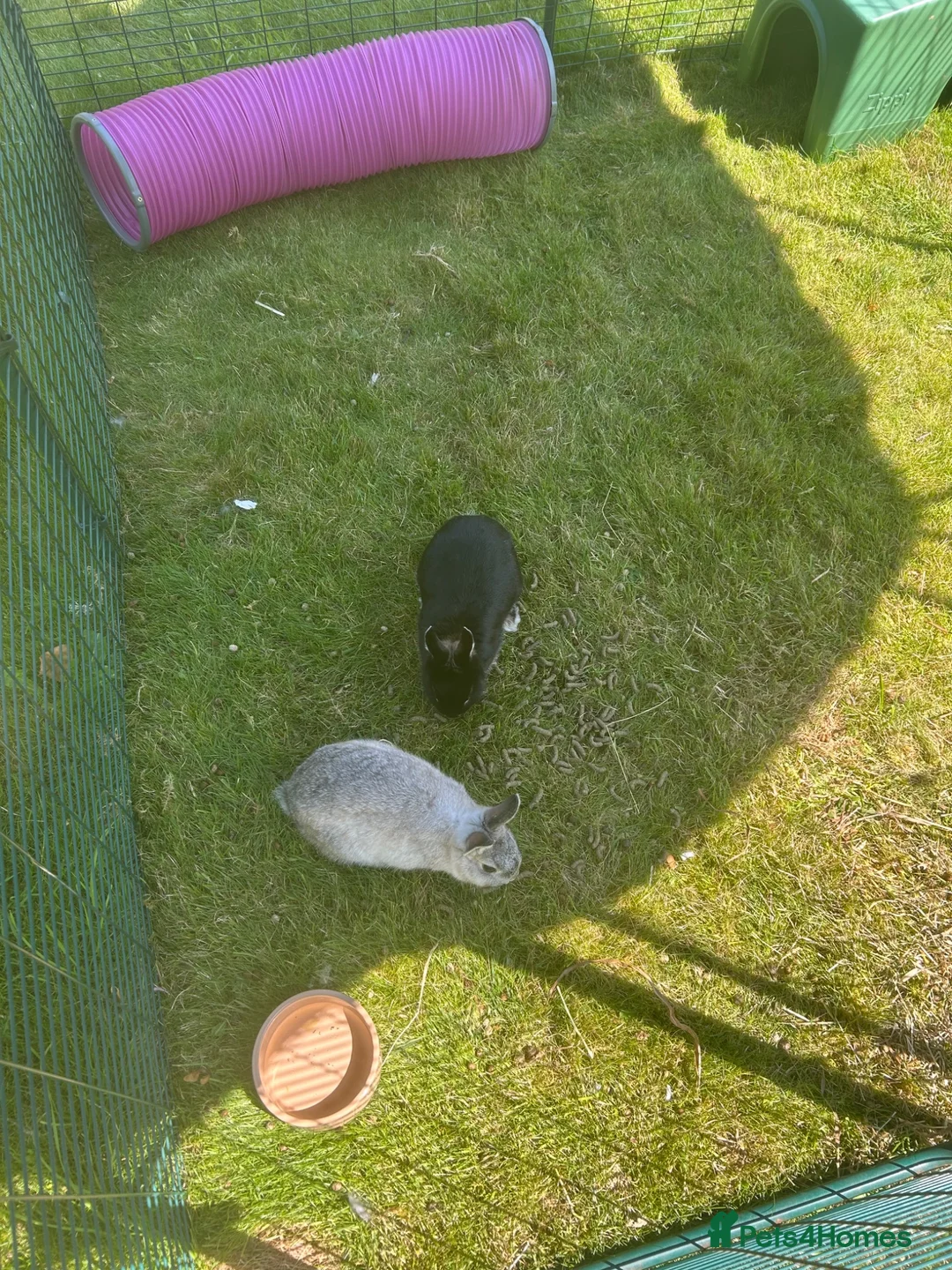 Netherland Dwarf rabbits for sale: Male & female Netherland dwarfs  - Advert 2